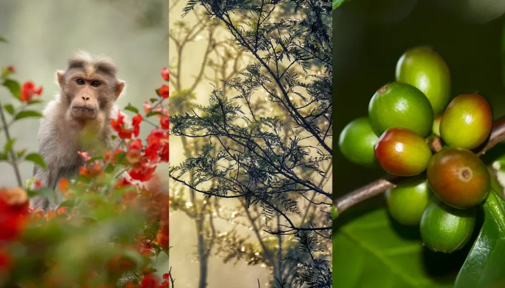 The Best Eco-Friendly Homestay in Wayanad
