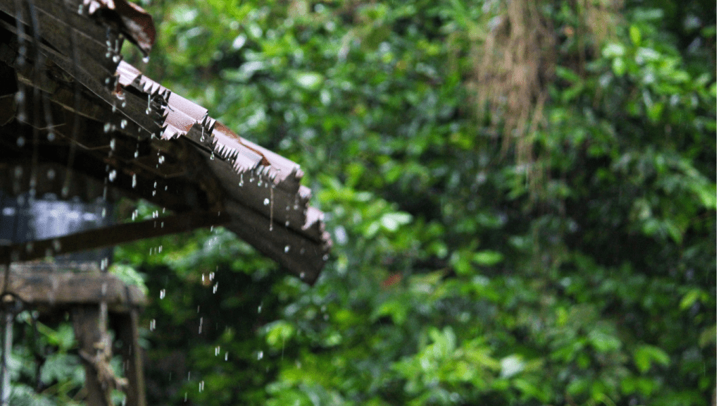 Untitled design - 2025-06-30T143858.976 Seasons for Wayanad Adventures