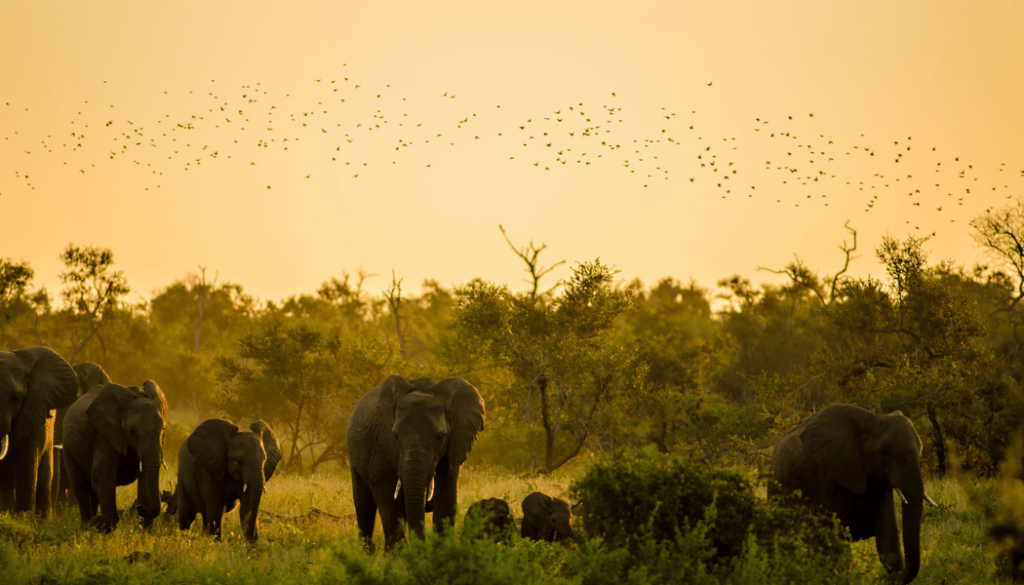 Muthanga Wildlife Sanctuary