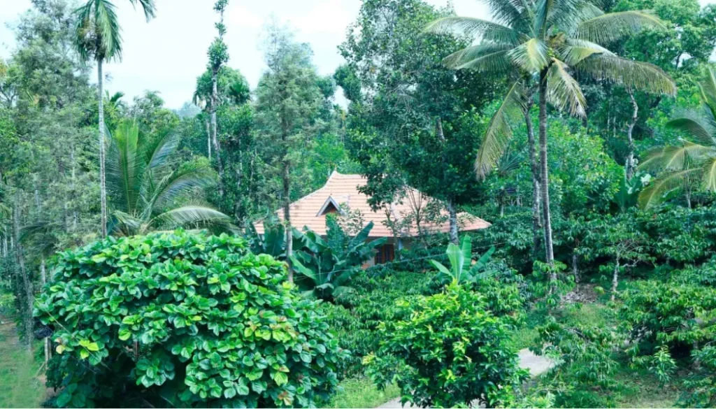 Promise (5) Best Wayanad Homestay