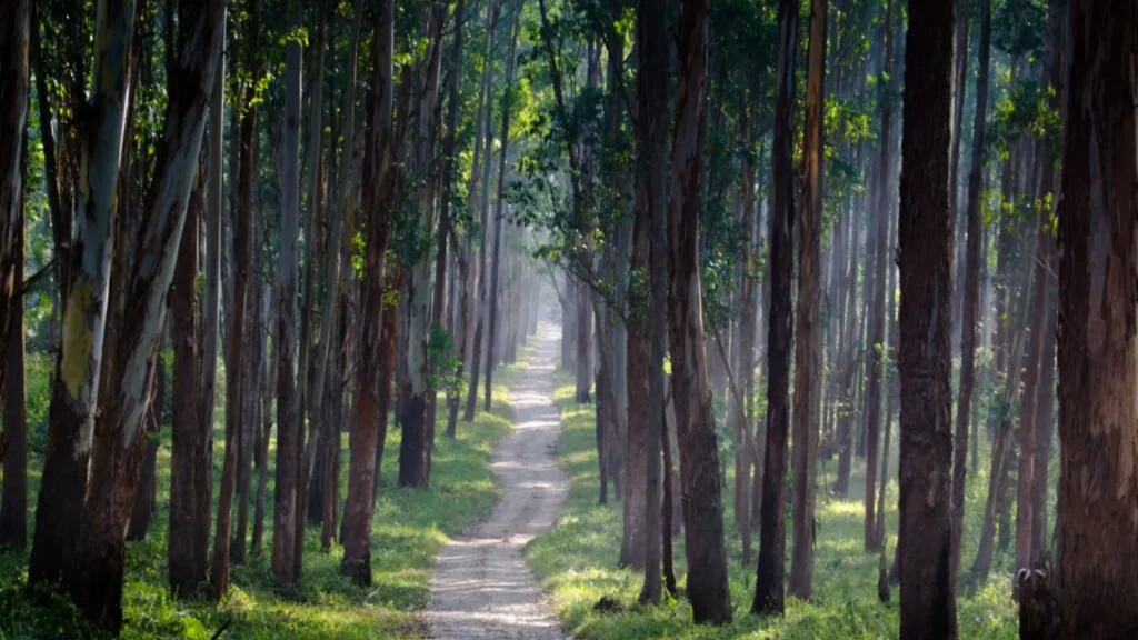 Best Jungle Safari Destinations in Wayanad
