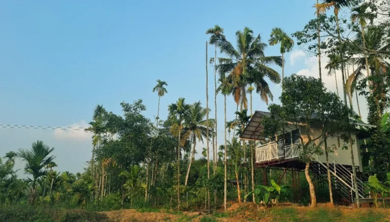 Perfect Homestay in Wayanad