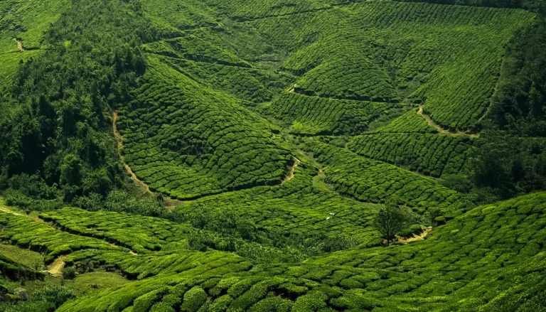 Plantations in Wayanad