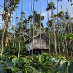 WAYANAD COTTAGE