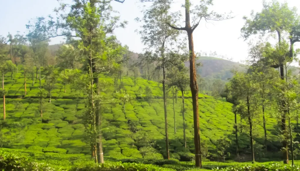 Nature Homestay in Wayanad