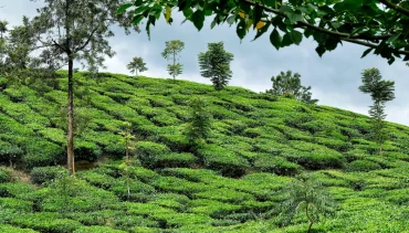 Staying in Wayanad Homestays