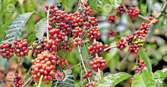 coffee plantation in wayanad