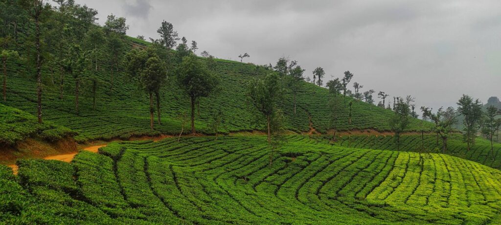 wayanad tea plantation