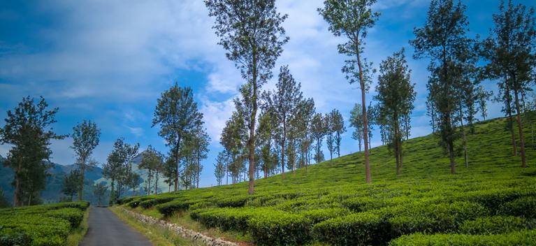 wayanad holiday